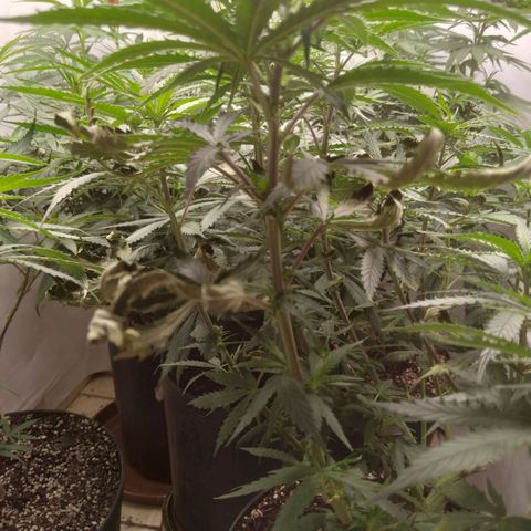 Colômbia kkau  growlog timeline photo
