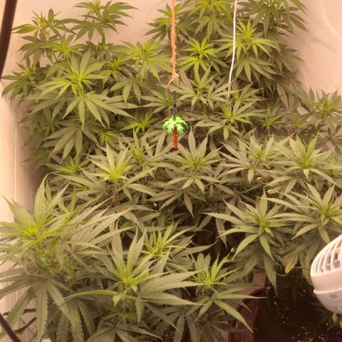 Colômbia kkau  growlog photo: Folhas enrolando para cima e secando