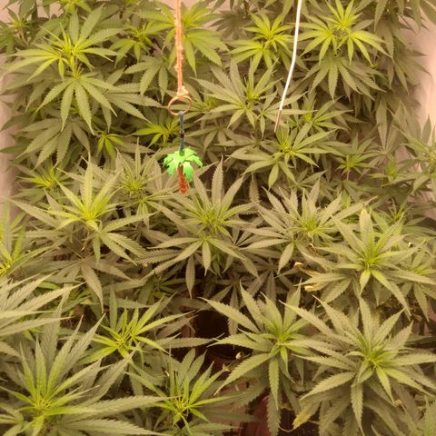 Colômbia kkau  growlog photo: Folhas enrolando para cima e secando