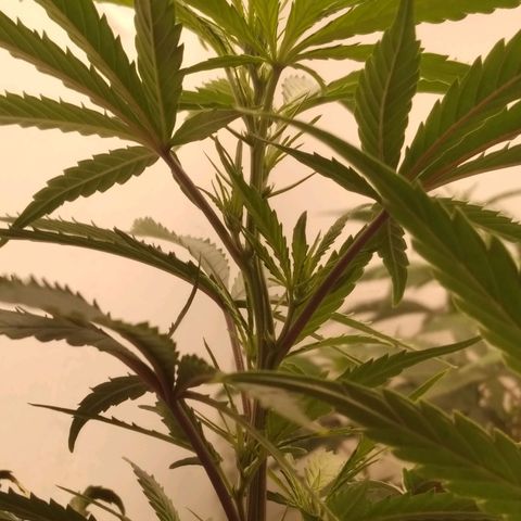 Colômbia kkau  growlog photo: Folhas enrolando para cima e secando