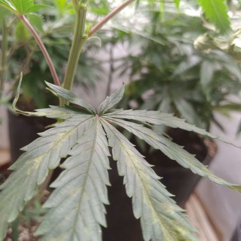 Colômbia kkau  growlog photo: Folhas enrolando para cima e secando