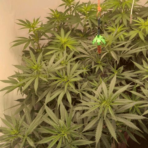Colômbia kkau  growlog timeline photo