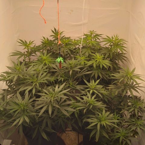 Colômbia kkau  growlog timeline photo
