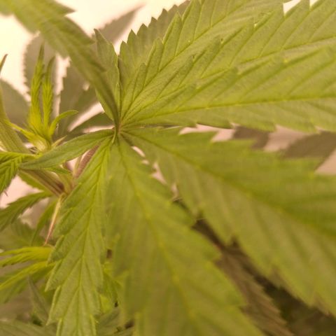 Colômbia kkau  growlog timeline photo