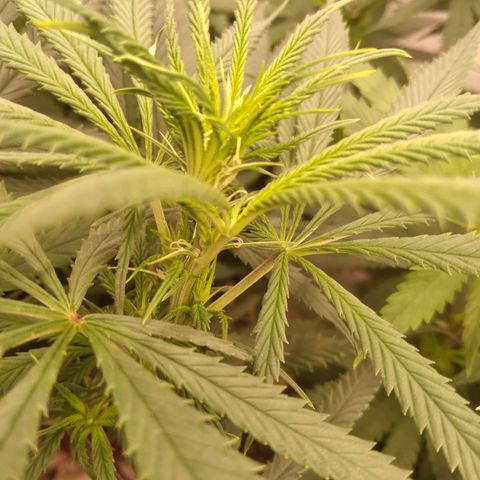 Colômbia kkau  growlog timeline photo