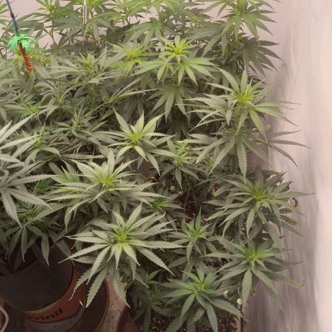 Colômbia kkau  growlog timeline photo