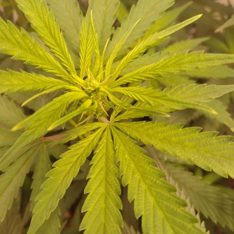 Colômbia kkau  growlog timeline photo