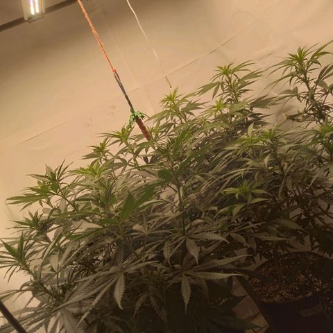 Colômbia kkau  growlog timeline photo