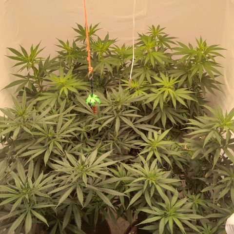 Colômbia kkau  growlog timeline photo
