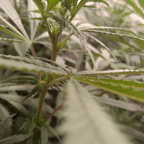 Colômbia kkau  growlog timeline photo