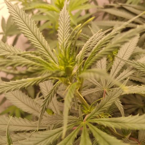 Colômbia kkau  growlog timeline photo