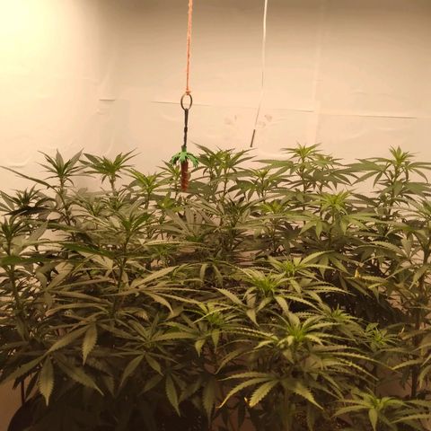 Colômbia kkau  growlog timeline photo