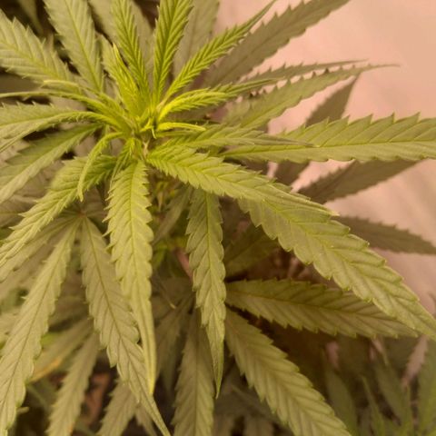 Colômbia kkau  growlog timeline photo