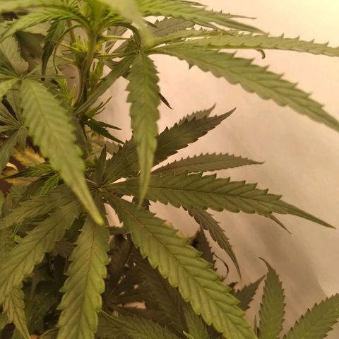 Colômbia kkau  growlog timeline photo