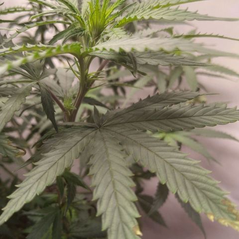 Colômbia kkau  growlog timeline photo