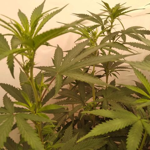 Colômbia kkau  growlog timeline photo