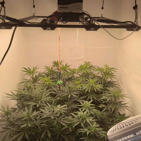 Colômbia kkau  growlog timeline photo