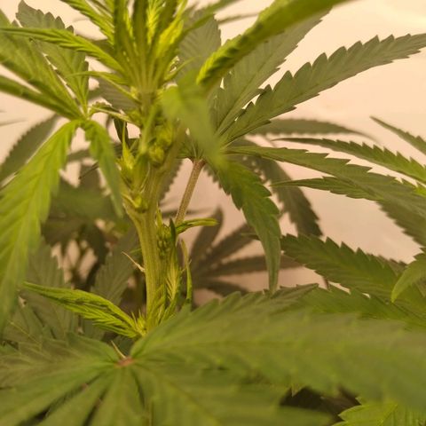 Colômbia kkau  growlog timeline photo