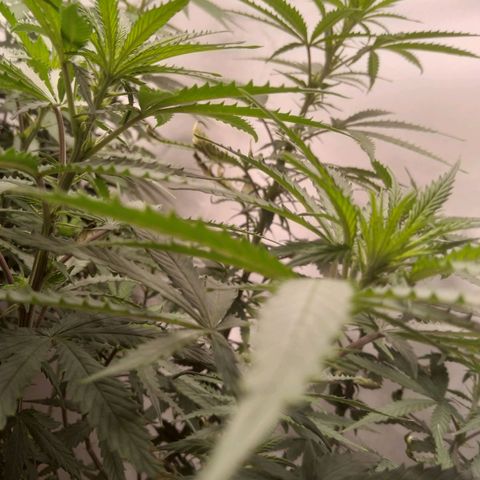 Colômbia kkau  growlog photo: Flores 