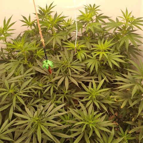 Colômbia kkau  growlog photo: Flores 