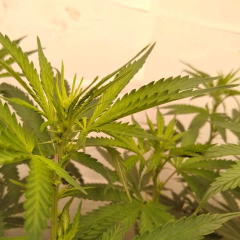 Colômbia kkau  growlog photo: Flores 