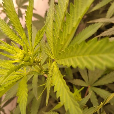 Colômbia kkau  growlog timeline photo