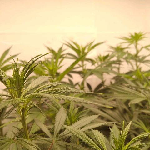 Colômbia kkau  growlog photo: Flores 