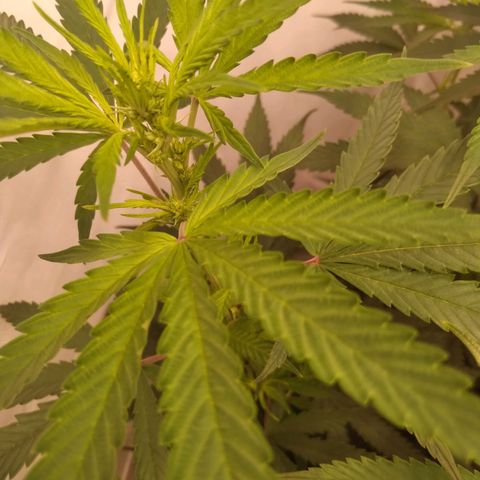 Colômbia kkau  growlog timeline photo