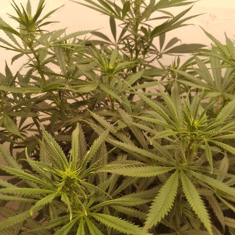 Colômbia kkau  growlog timeline photo