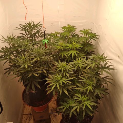 Colômbia kkau  growlog timeline photo