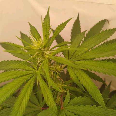 Colômbia kkau  growlog timeline photo
