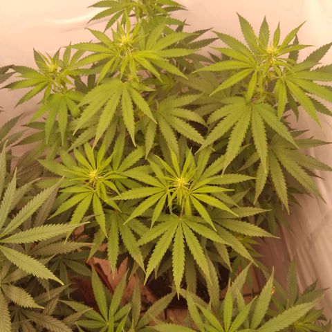 Colômbia kkau  growlog timeline photo