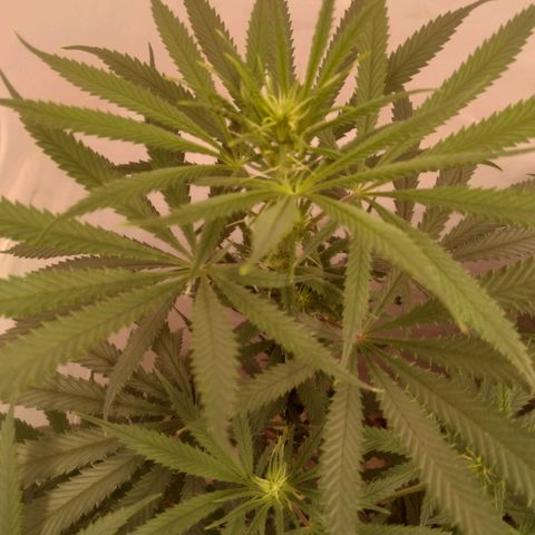 Colômbia kkau  growlog timeline photo