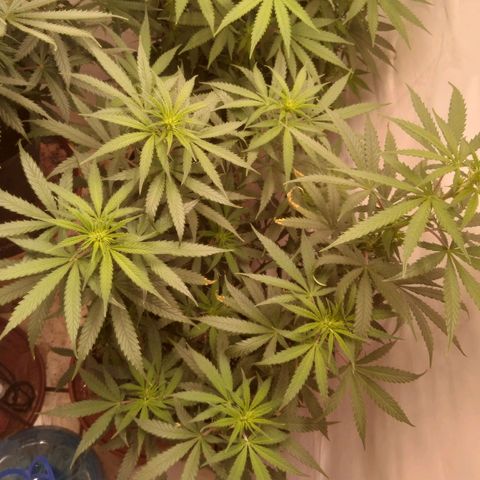 Colômbia kkau  growlog timeline photo