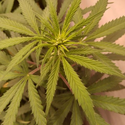 Colômbia kkau  growlog timeline photo