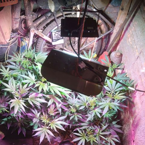 Colômbia kkau  growlog timeline photo