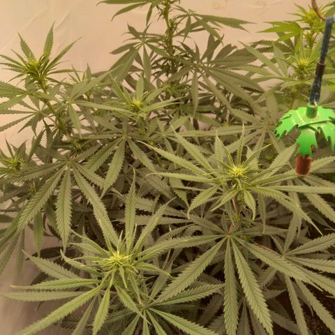 Colômbia kkau  growlog timeline photo