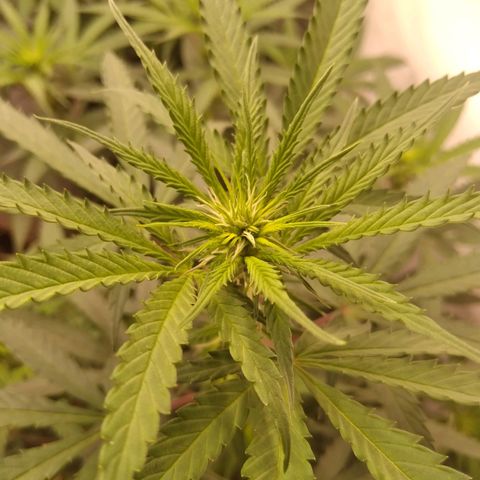Colômbia kkau  growlog timeline photo