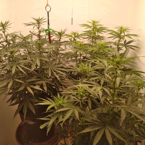 Colômbia kkau  growlog timeline photo