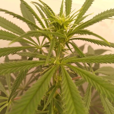Colômbia kkau  growlog timeline photo