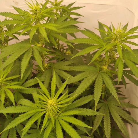 Colômbia kkau  growlog timeline photo