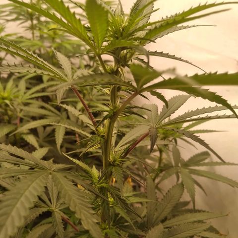 Colômbia kkau  growlog timeline photo