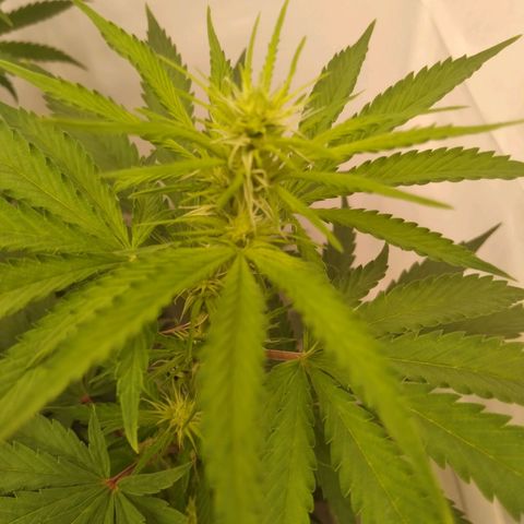 Colômbia kkau  growlog timeline photo