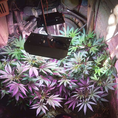 Colômbia kkau  growlog timeline photo
