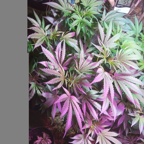 Colômbia kkau  growlog timeline photo