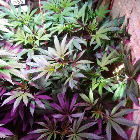 Colômbia kkau  growlog timeline photo
