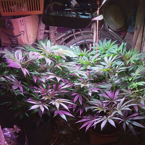 Colômbia kkau  growlog timeline photo