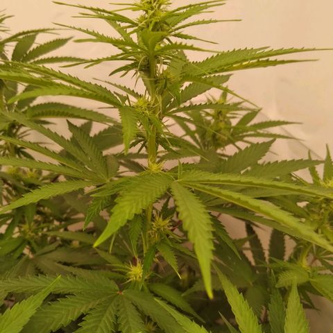 Colômbia kkau  growlog timeline photo