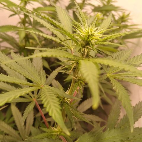 Colômbia kkau  growlog timeline photo