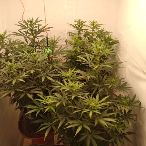 Colômbia kkau  growlog timeline photo